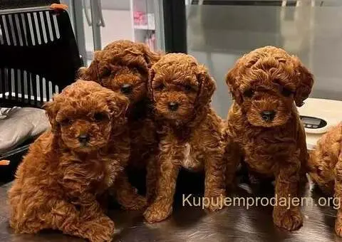 Zdravi štenci crvene toy pudle - 3/3