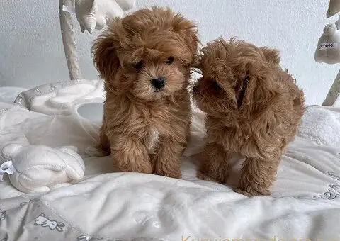 Zdravi štenci maltipooa - 1/3