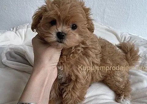 Zdravi štenci maltipooa - 2/3