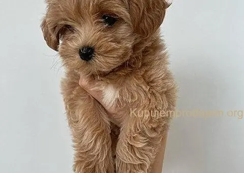 Zdravi štenci maltipooa - 3/3