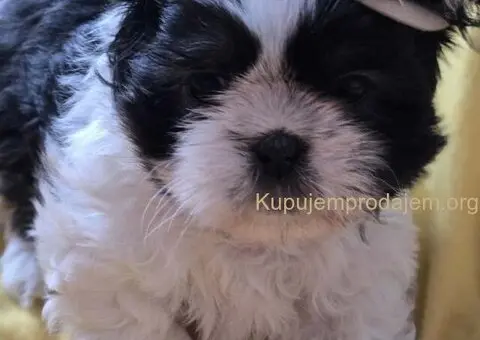 Prelepe si cu bebe - 4/8