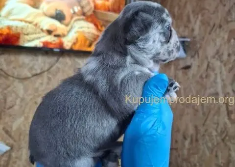 Francuski buldog exotic - 2/5