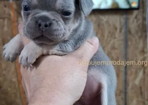Francuski buldog exotic - 3/5