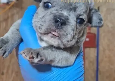 Francuski buldog exotic - 4/5