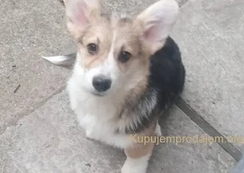 Velški korgi štenci - 1/5