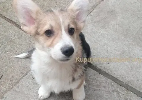 Velški korgi štenci - 2/5