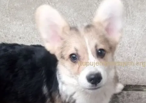 Velški korgi štenci - 3/5