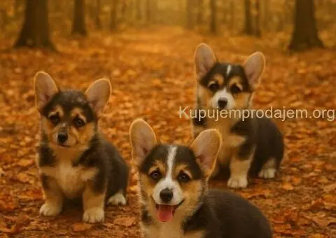 Velški korgi štenci - 4/5