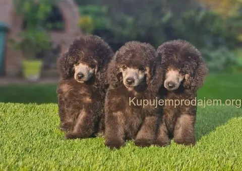 U ponudi sive pudle - 1/5