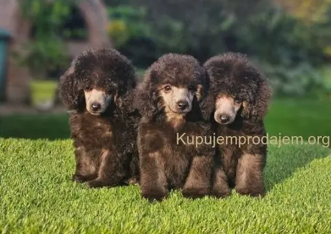 U ponudi sive pudle - 2/5