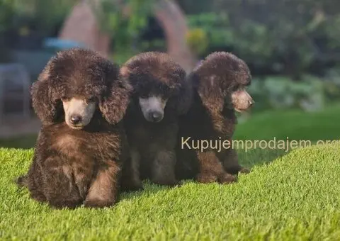 U ponudi sive pudle - 3/5