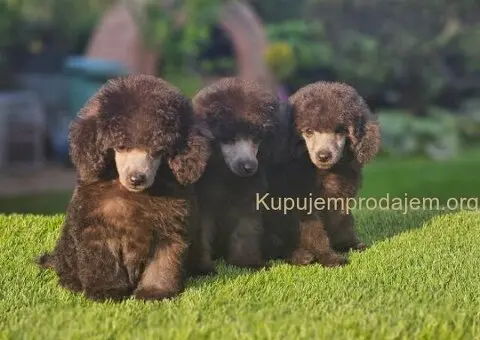 U ponudi sive pudle - 4/5