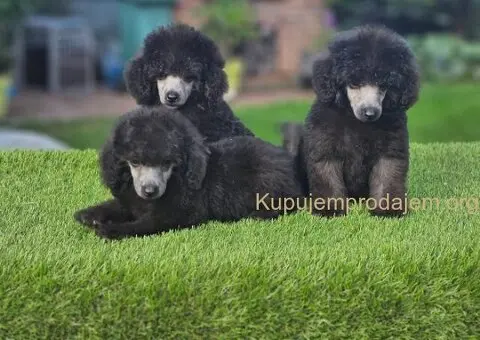 U ponudi sive pudle - 5/5