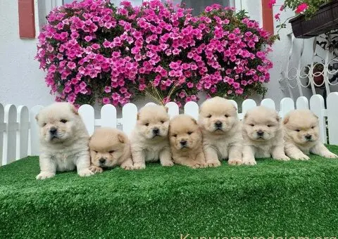 Chow Chow cau cau stenci - 1/4