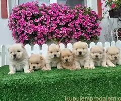 Chow Chow cau cau stenci
