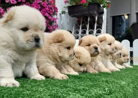 Chow Chow cau cau stenci - 2/4