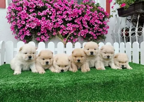 Chow Chow cau cau stenci - 3/4