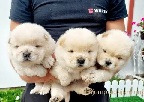 Chow Chow cau cau stenci - 4/4