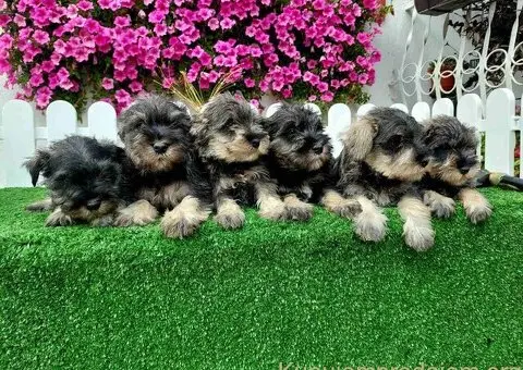 Patuljasti  Snauceri - 1/5