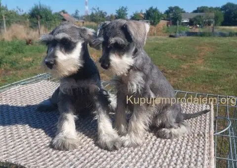 Patuljasti  Snauceri - 2/5