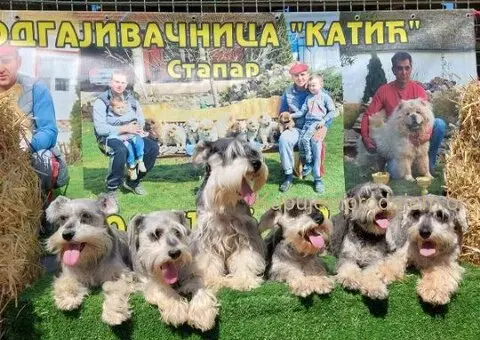 Patuljasti  Snauceri - 3/5