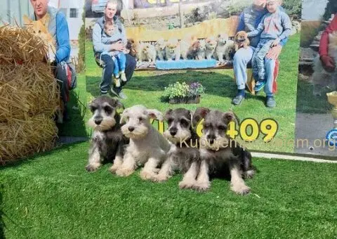 Patuljasti  Snauceri - 4/5