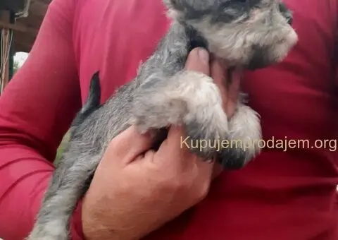 Patuljasti  Snauceri - 5/5