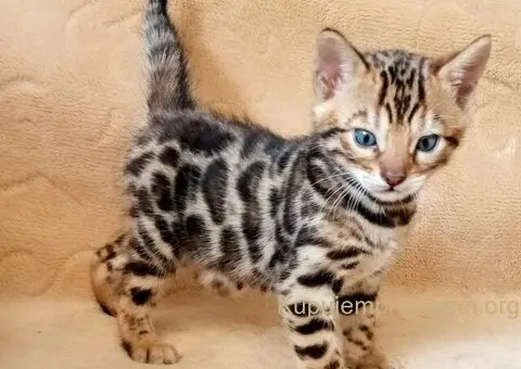 MMaestro_bengal macici - 1/9