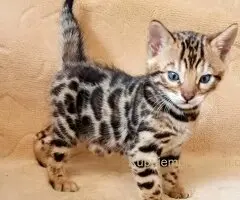 MMaestro_bengal macici