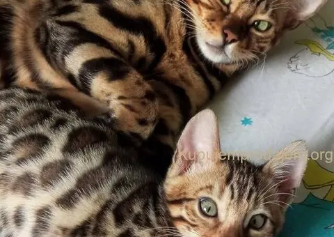 MMaestro_bengal macici - 2/9