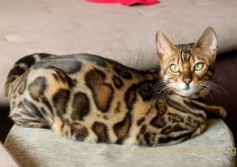 MMaestro_bengal macici - 3/9