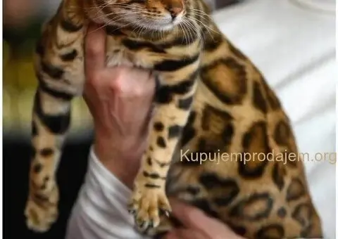 MMaestro_bengal macici - 4/9