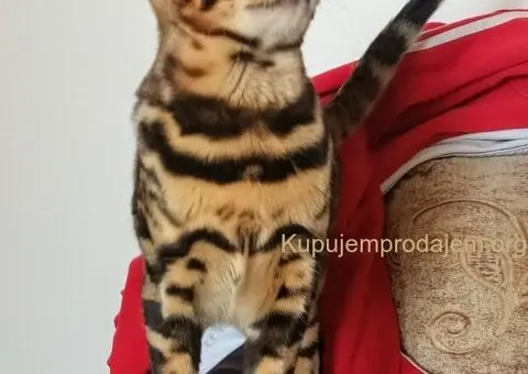 MMaestro_bengal macici - 5/9