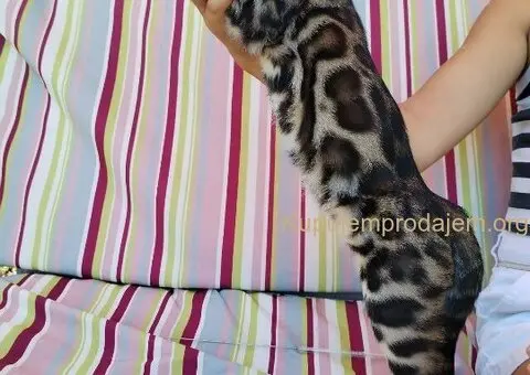 MMaestro_bengal macici - 7/9