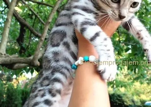 MMaestro_bengal macici - 8/9