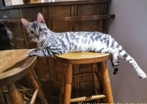 MMaestro_bengal macici - 9/9