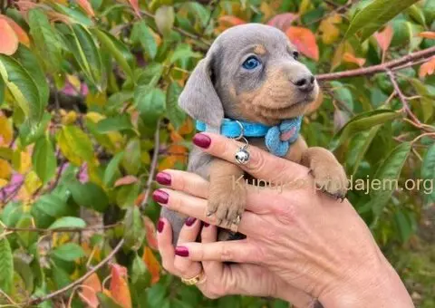 Mini Jazavičari egzotične boje - 1/10