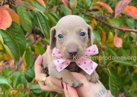 Mini Jazavičari egzotične boje - 2/10