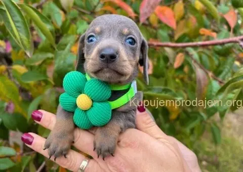 Mini Jazavičari egzotične boje - 4/10