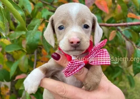 Mini Jazavičari egzotične boje - 5/10