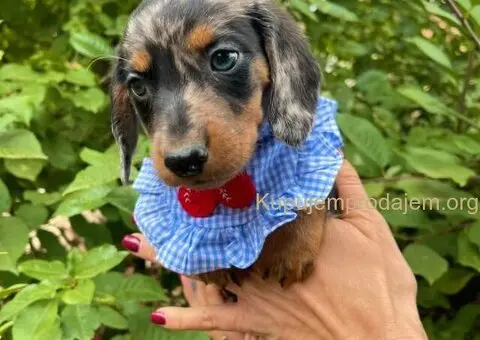 Mini Jazavičari egzotične boje - 6/10