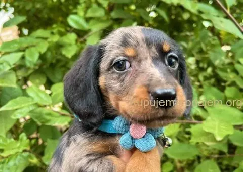 Mini Jazavičari egzotične boje - 7/10