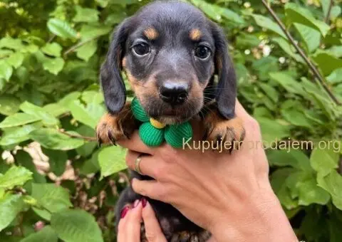 Mini Jazavičari egzotične boje - 10/10