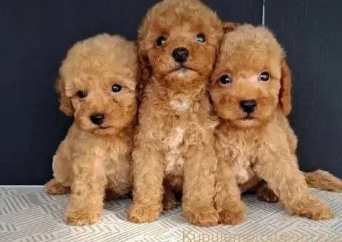 Maltipoo štenci - 1/3