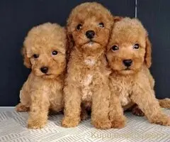 Maltipoo štenci
