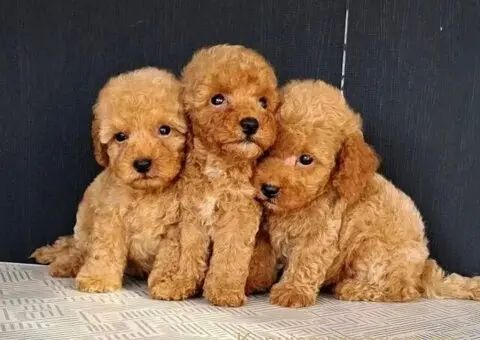 Maltipoo štenci - 2/3