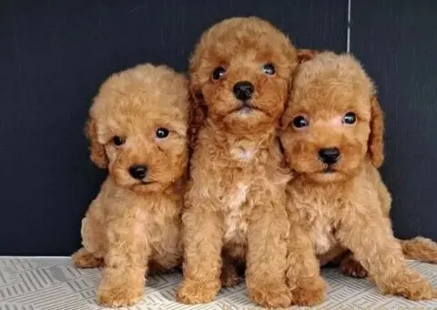 Maltipoo štenci - 3/3