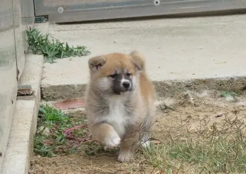 Prodajemo stence japanskih Akita - 1/5