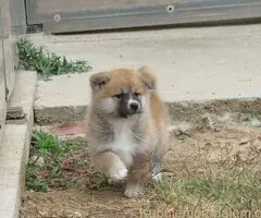 Prodajemo stence japanskih Akita