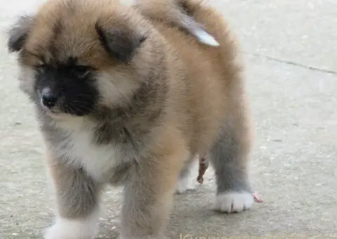 Prodajemo stence japanskih Akita - 2/5